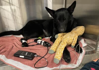 Black dog with a stuffie
