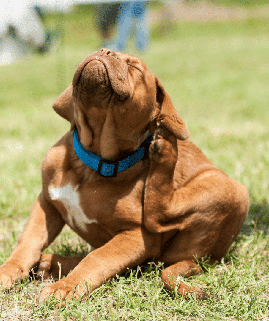 puppy scratching