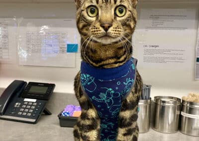 A tabby cat sitting on a counter