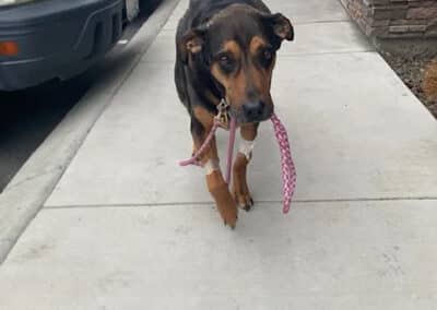 A dog holding its leash in its mouth